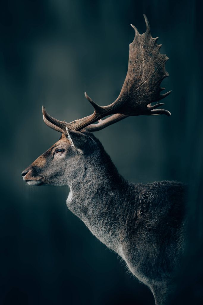 Fallow deer close-up