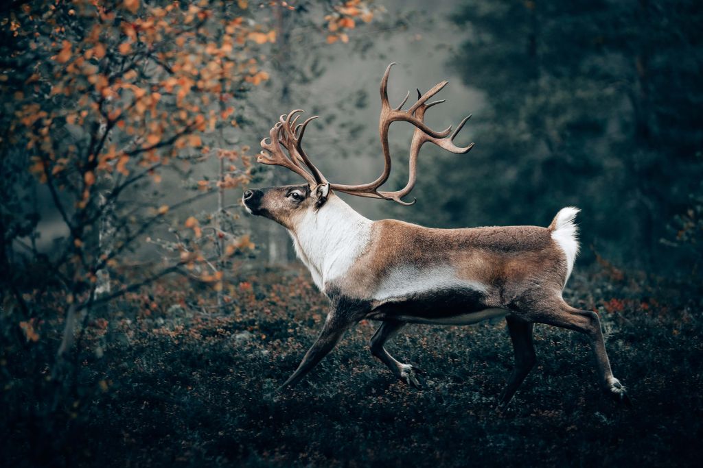 Proud reindeer