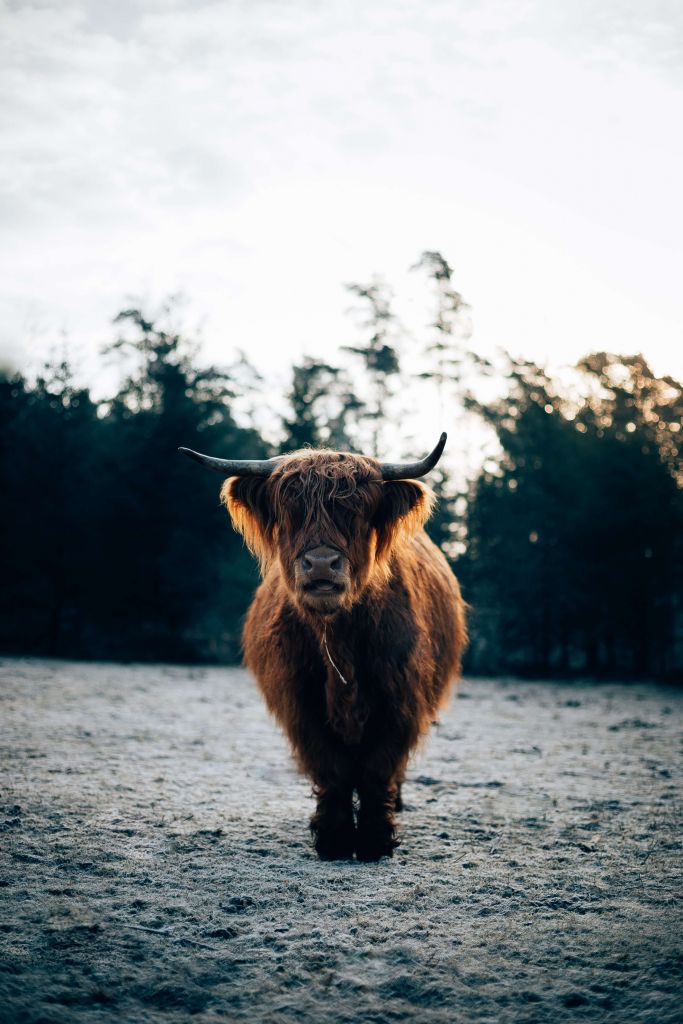 Scottish Highlander in the morning sun