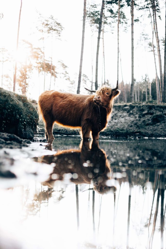 Scottish Highlander in the water