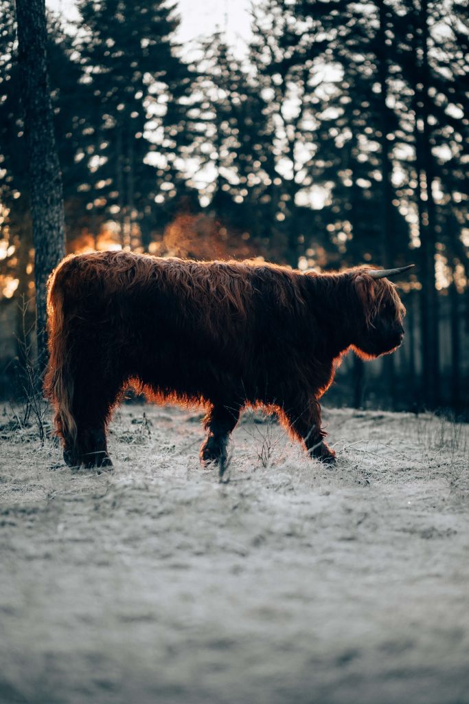 Scottish highlander on a winter day