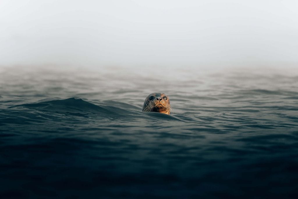 Seal off Danish coast