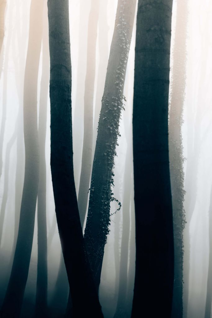 Fog in beech forest
