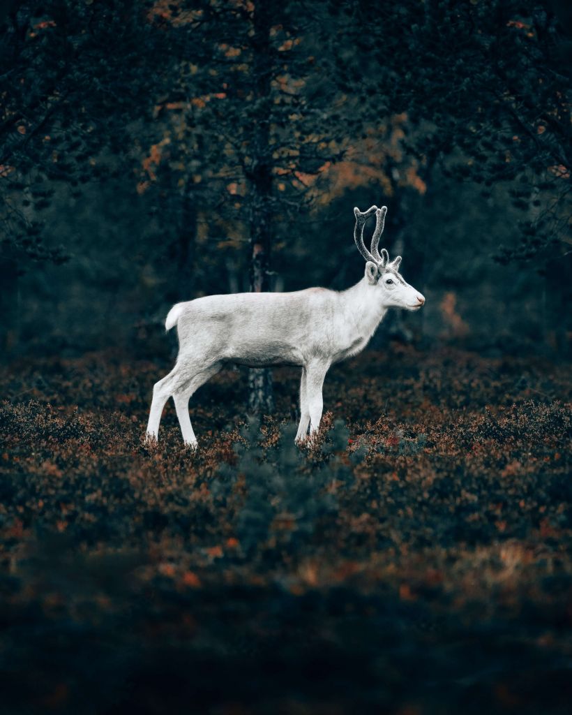 White reindeer cub