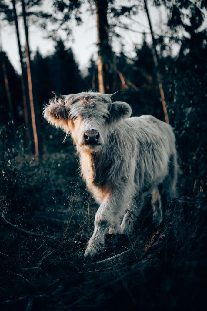 Scottish Highlander calf