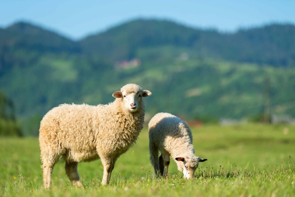 Two sheep in the pasture