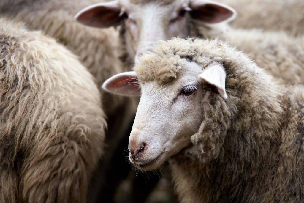 Close-up sheep