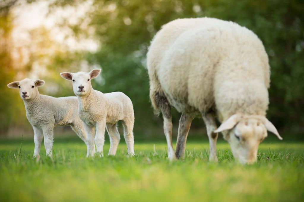 Mother sheep with lambs