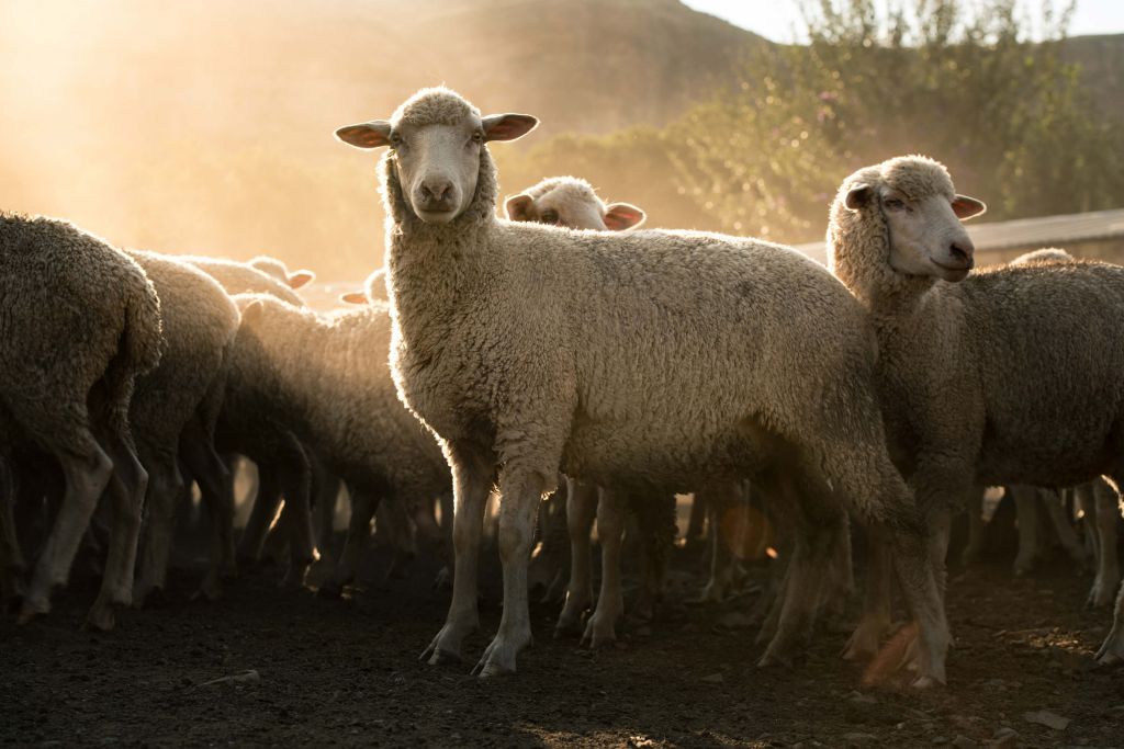 Flock of sheep with golden hour