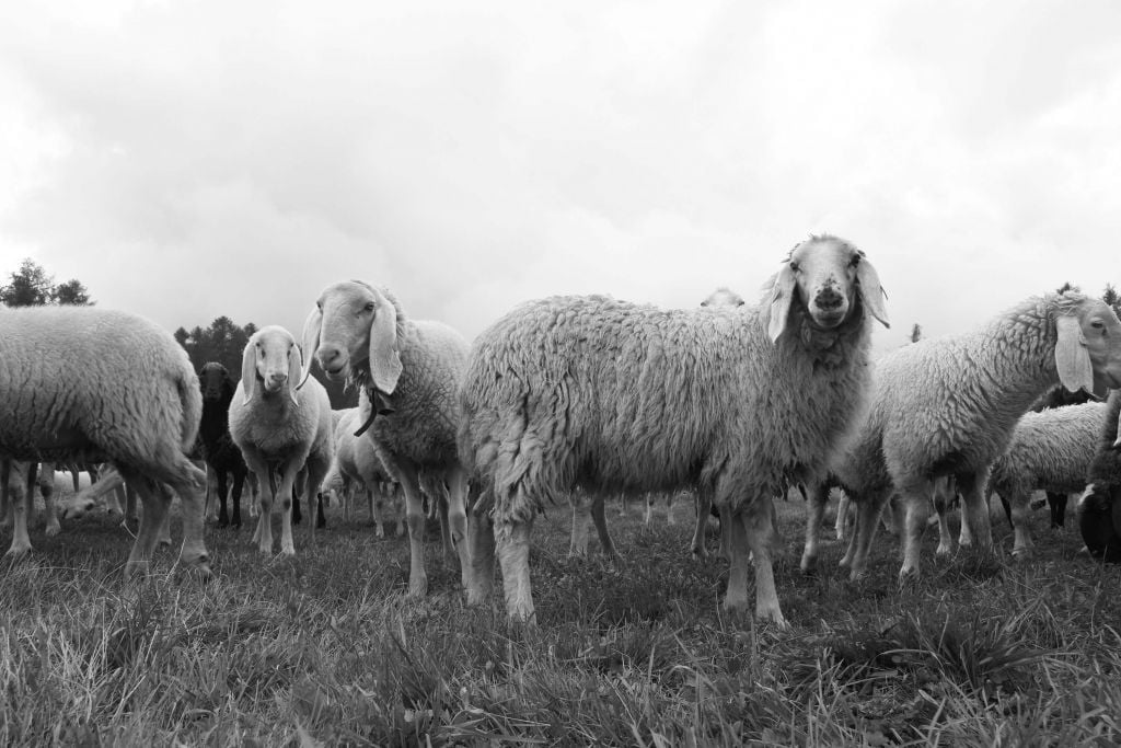 Flock of sheep in black and white