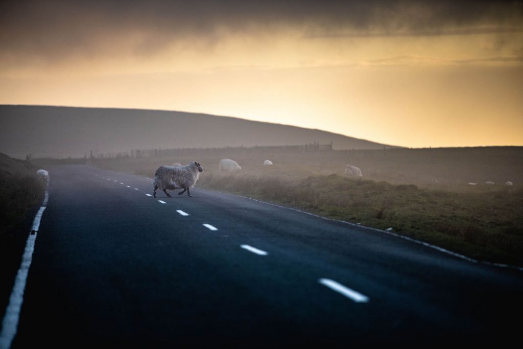 Sheep crossing