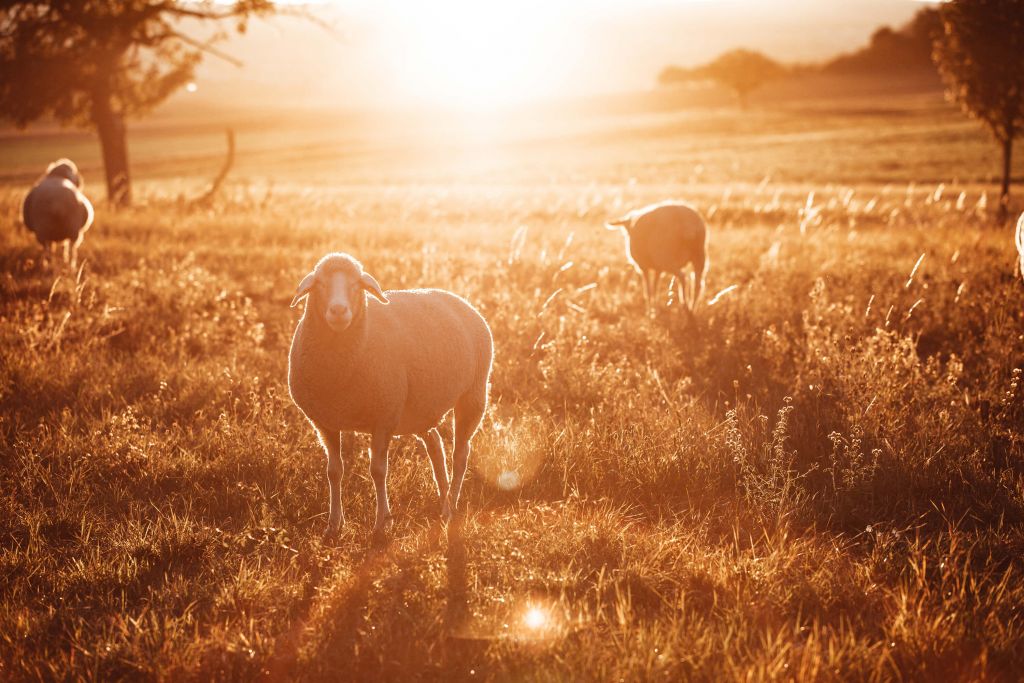 Sheep in beautiful pasture