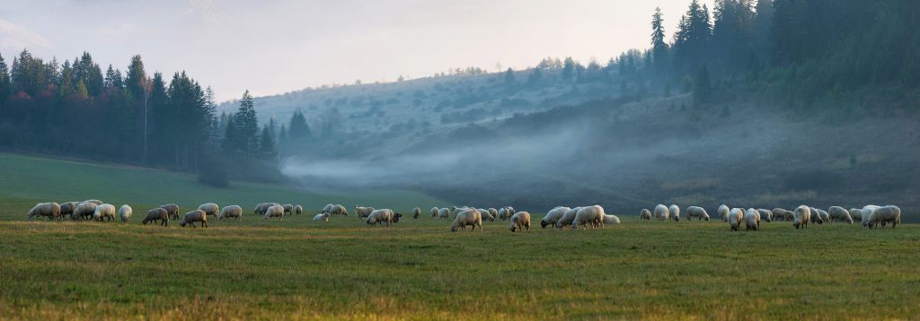 Flock of sheep with foggy landscape