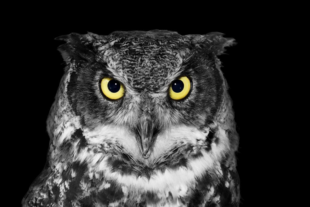 Close-up owl with yellow eyes