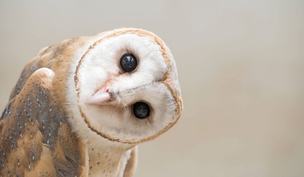 Owl with head tilted