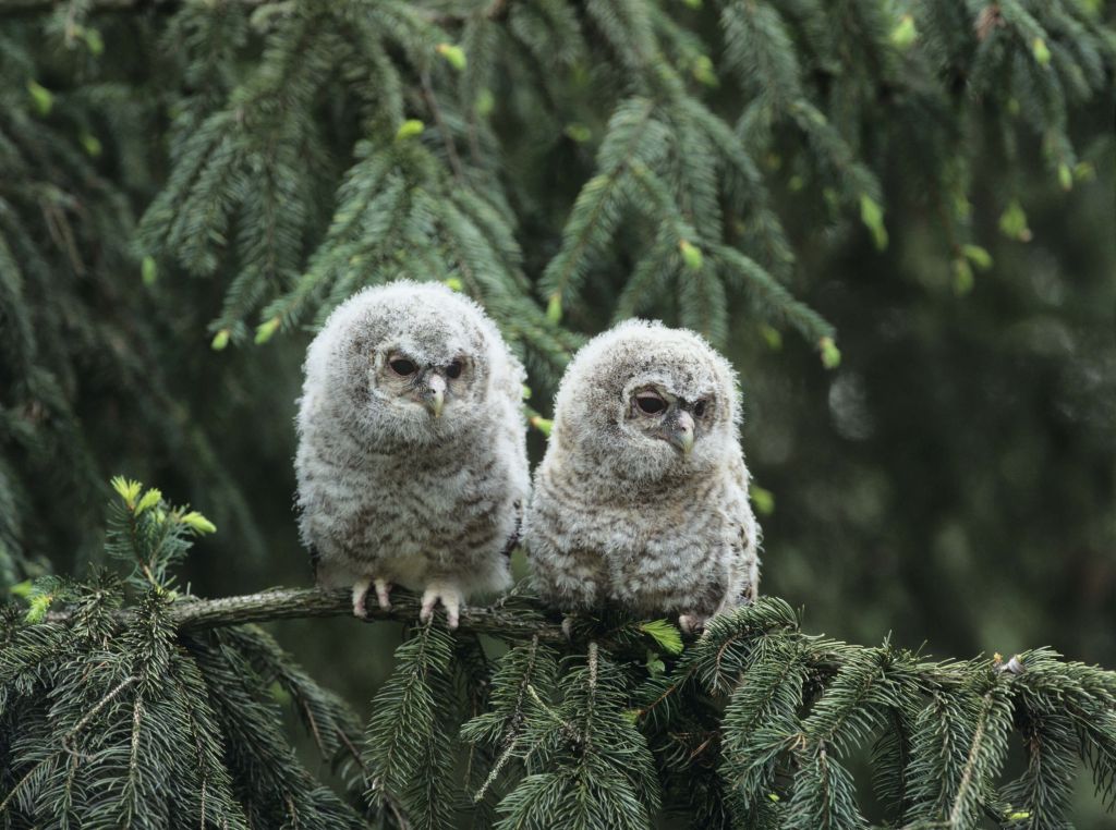 Two little owls in a green forest
