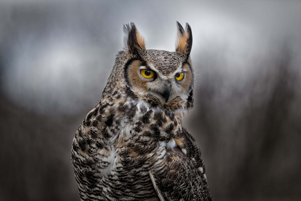 Brown feathered owl