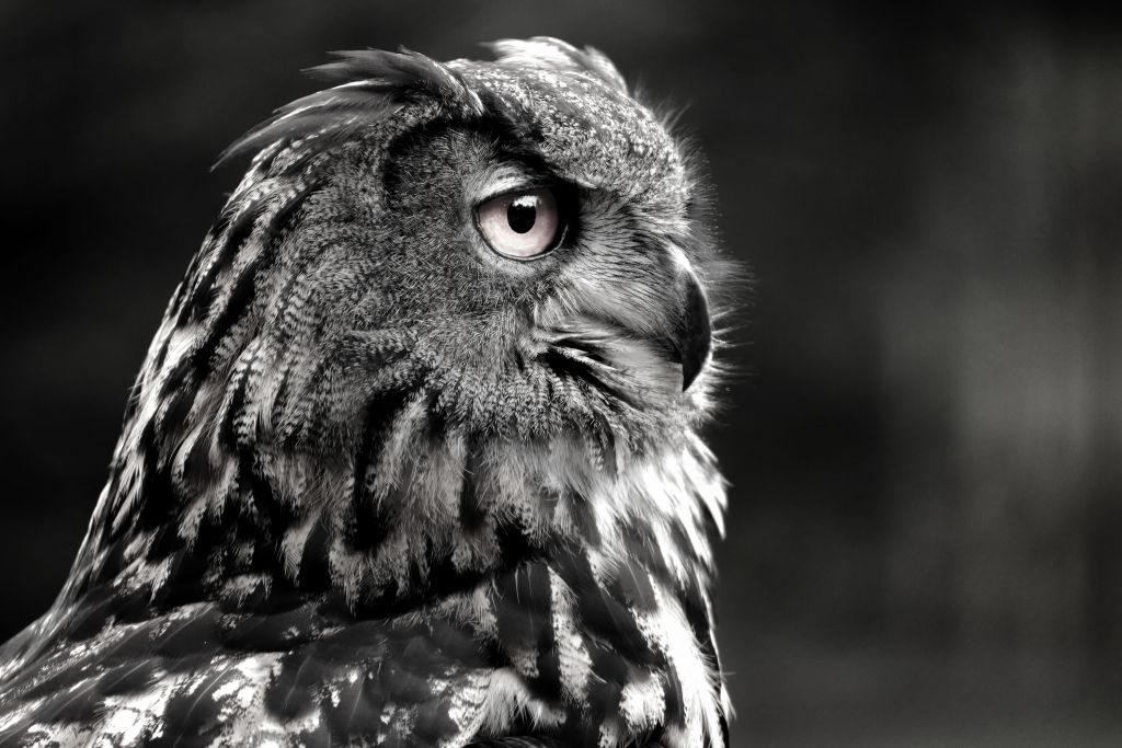 Closeup owl black and white