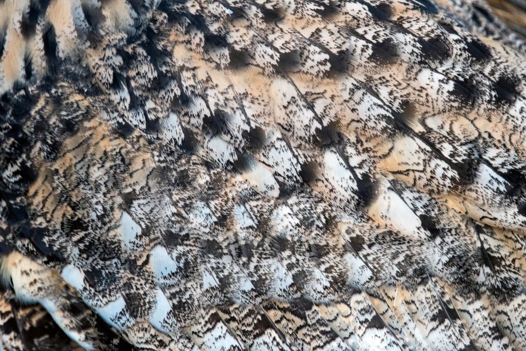 Owl feathers