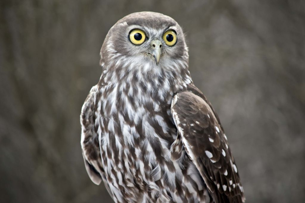 Alert owl