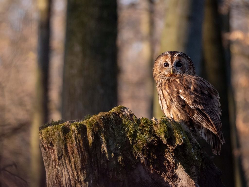 Little owl on a broken tree