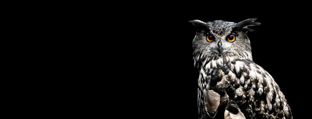 Owl in darkness