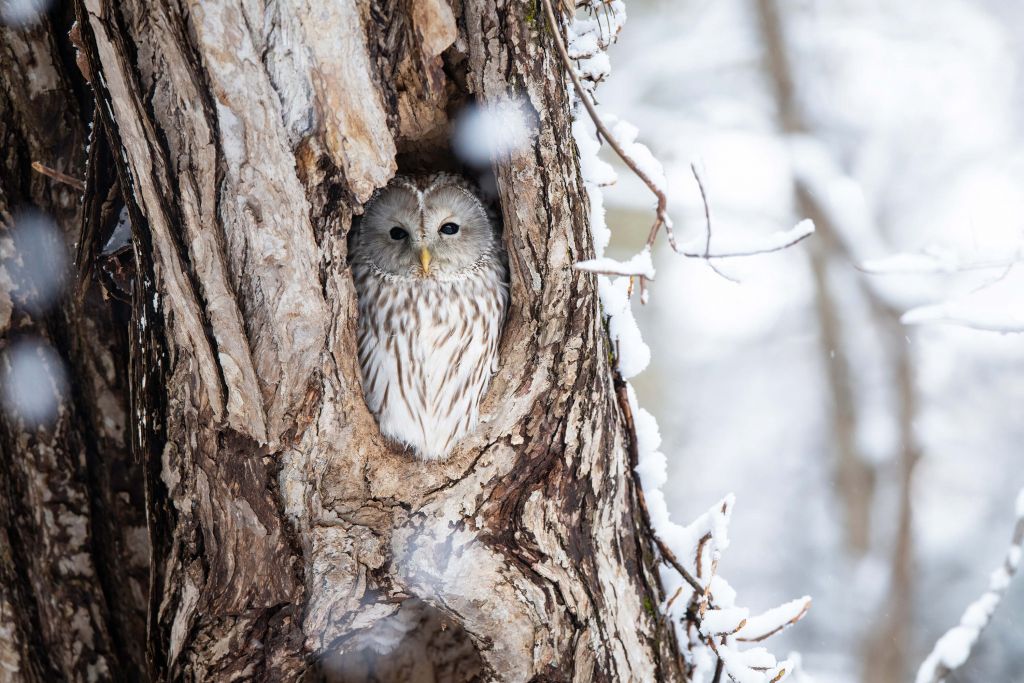 White owl in a hollow tree