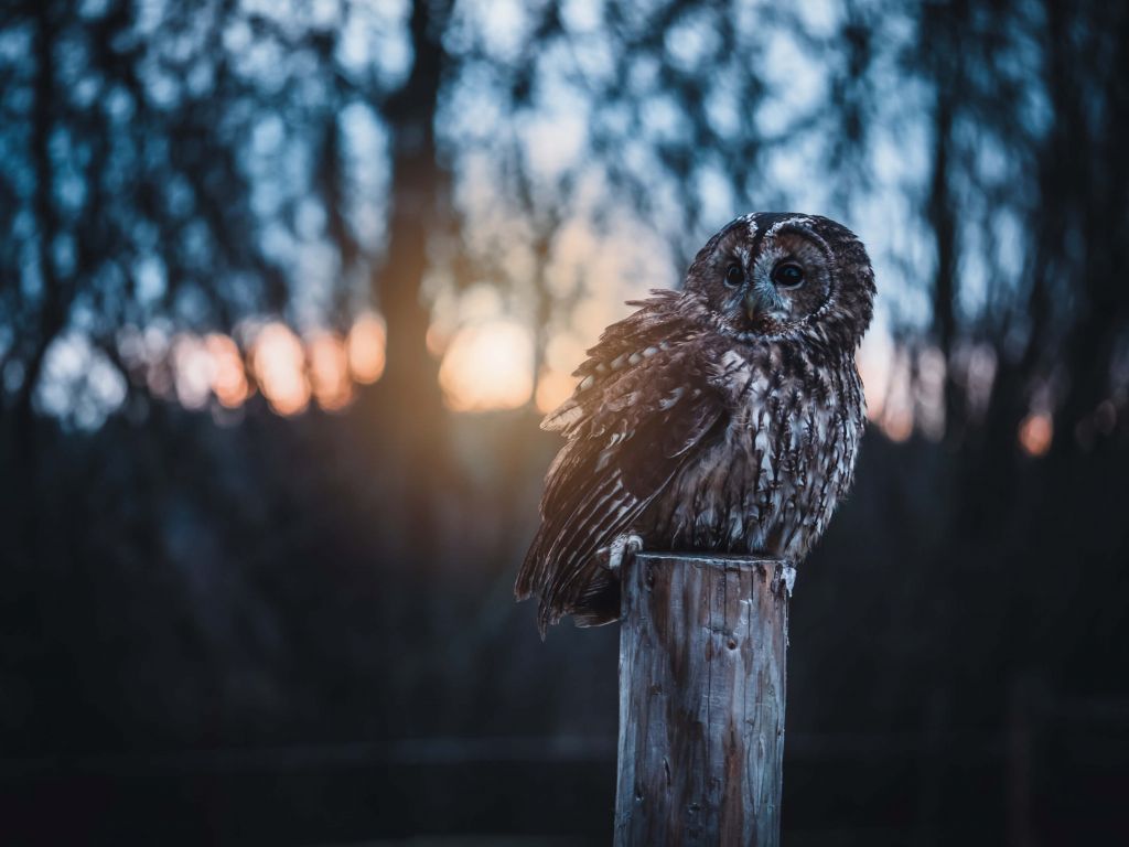 Owl on a post