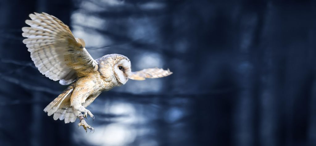 Flying owl through forest