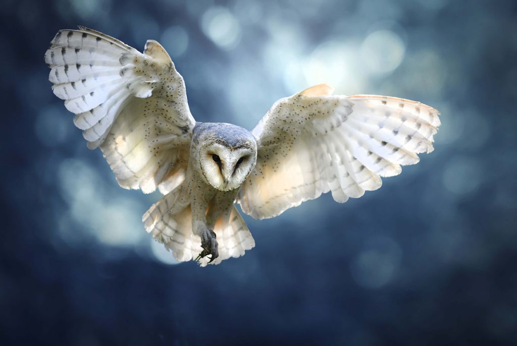 Flying owl