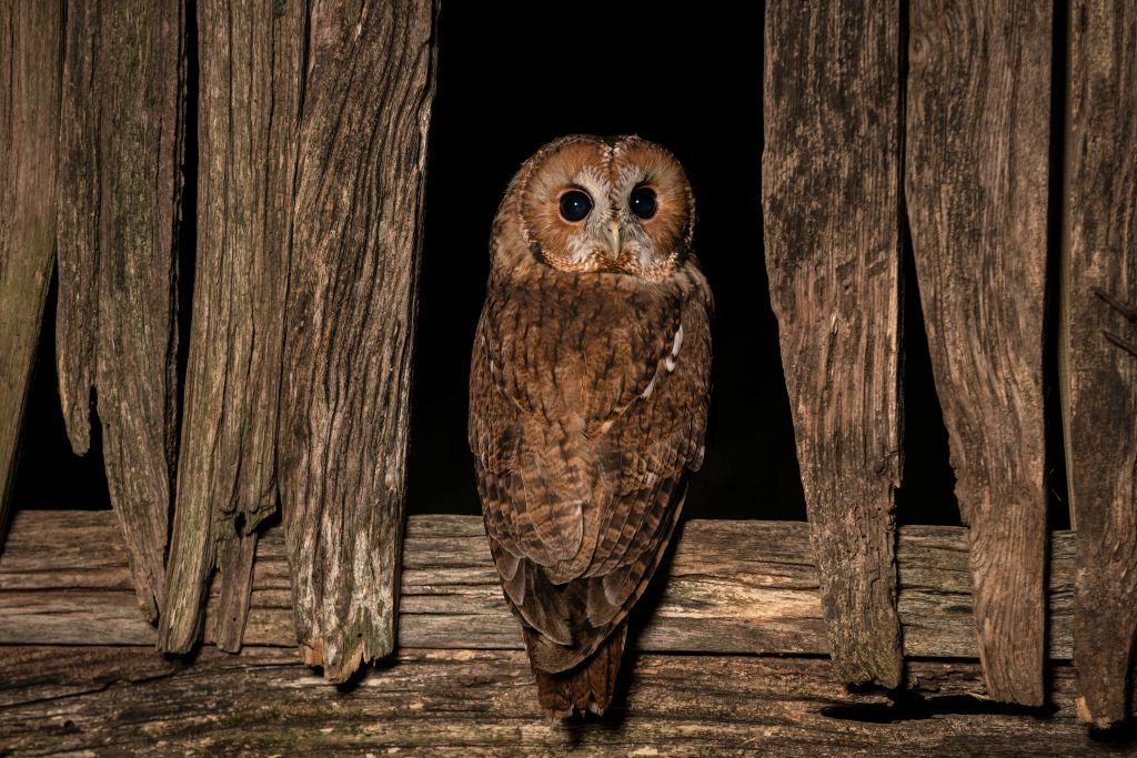 Owl with wood
