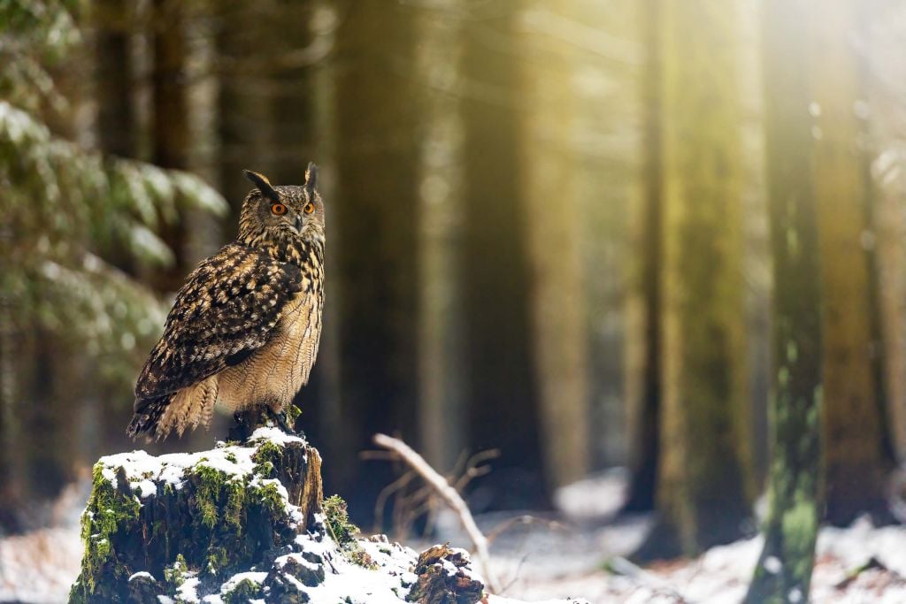 Owl in snowy forest