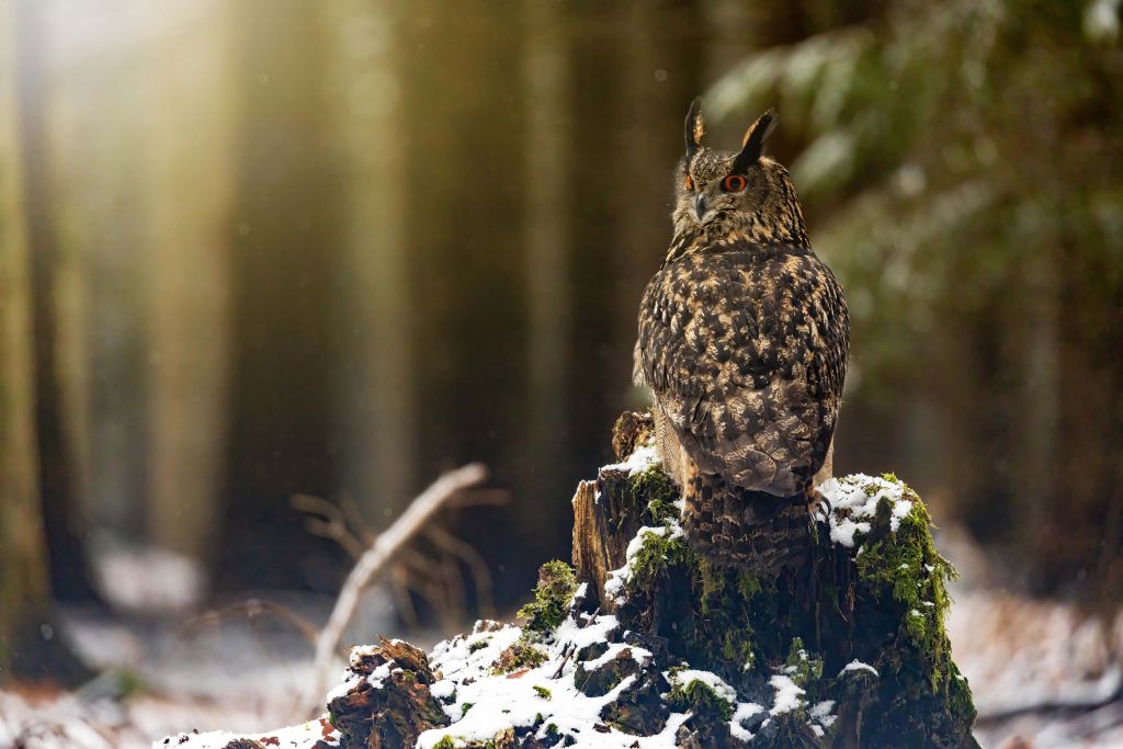 Owl on snowy tree trunk