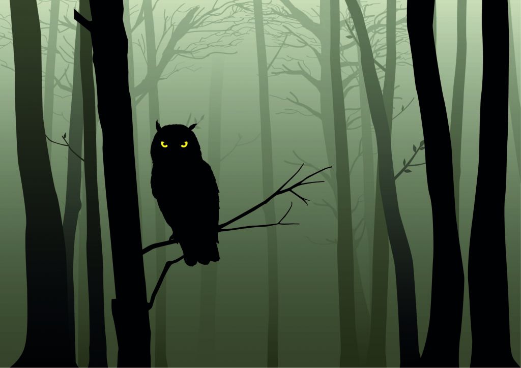Illustrated owl in dark forest
