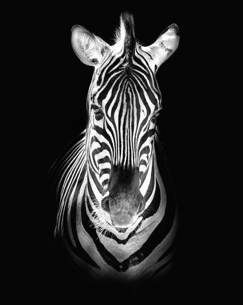 Close-up zebra black and white