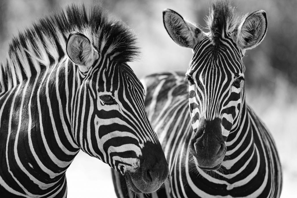 Close-up zebras