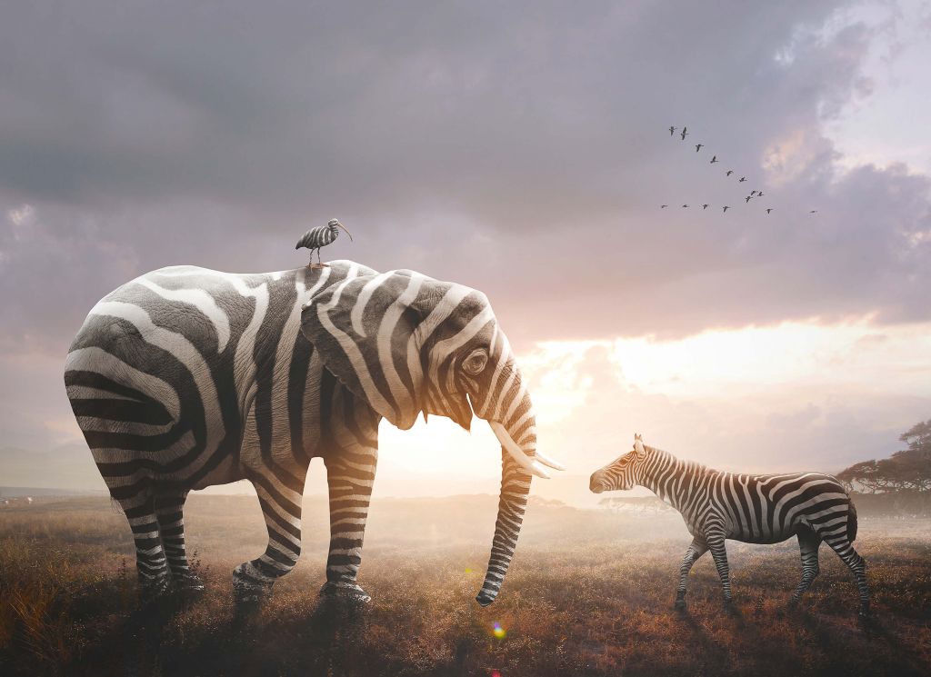 Elephant with zebra stripes