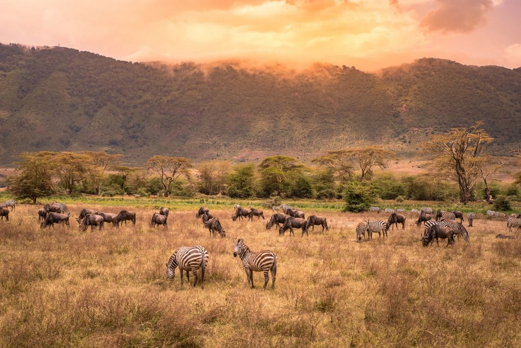 Savanna landscape with zebras