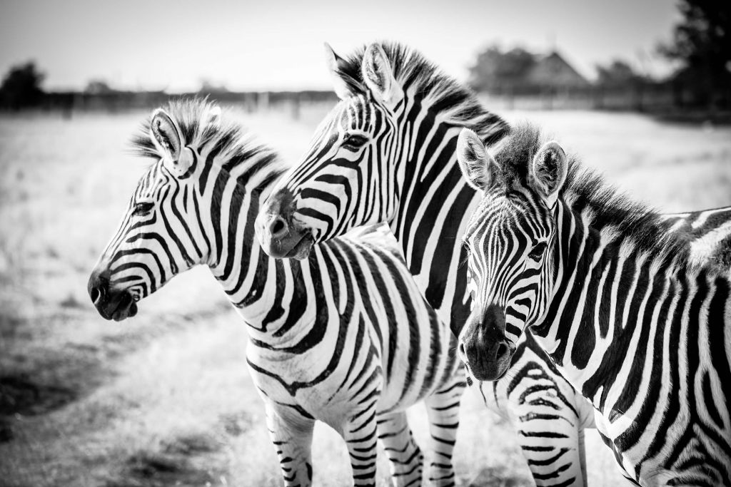 Zebras side by side black and white