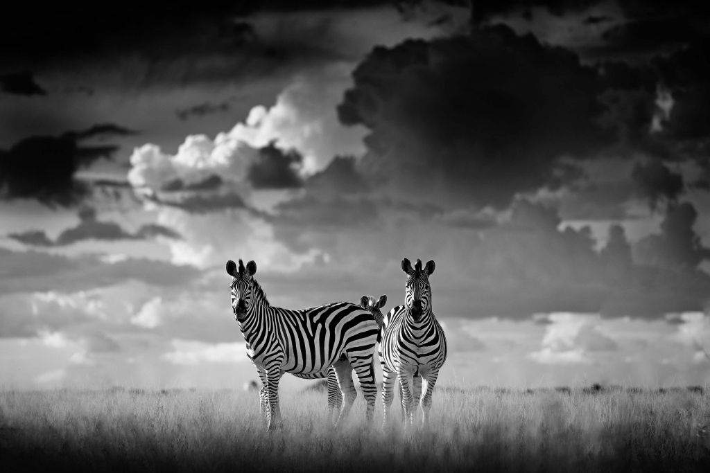 Zebras in distance black and white