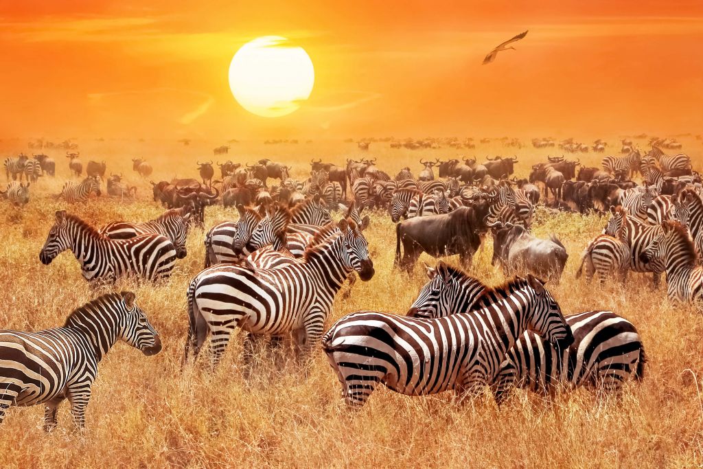 Savanna sun with zebras