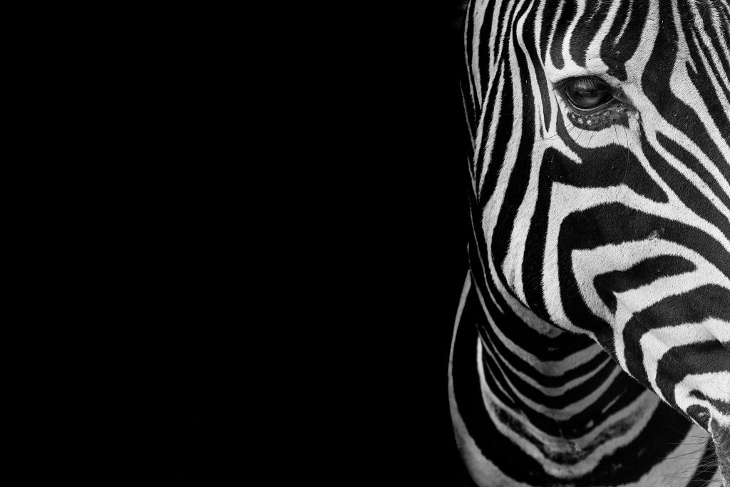 Close-up half zebra head