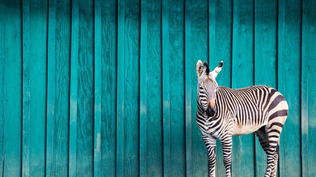 Zebra on a blue background