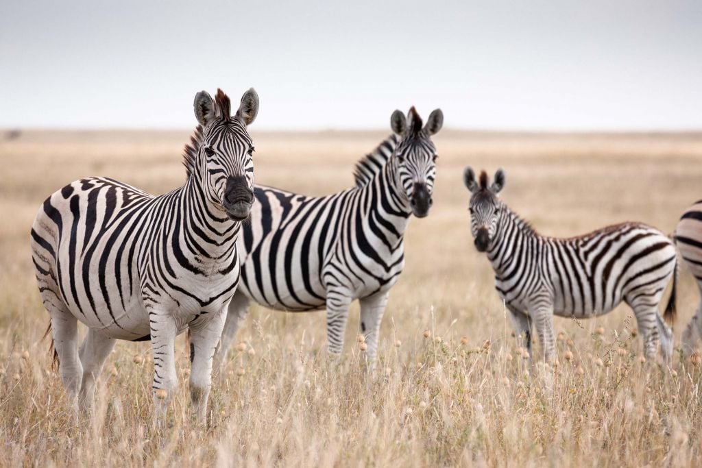 Zebras in the nature