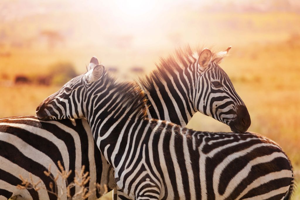 Zebra love