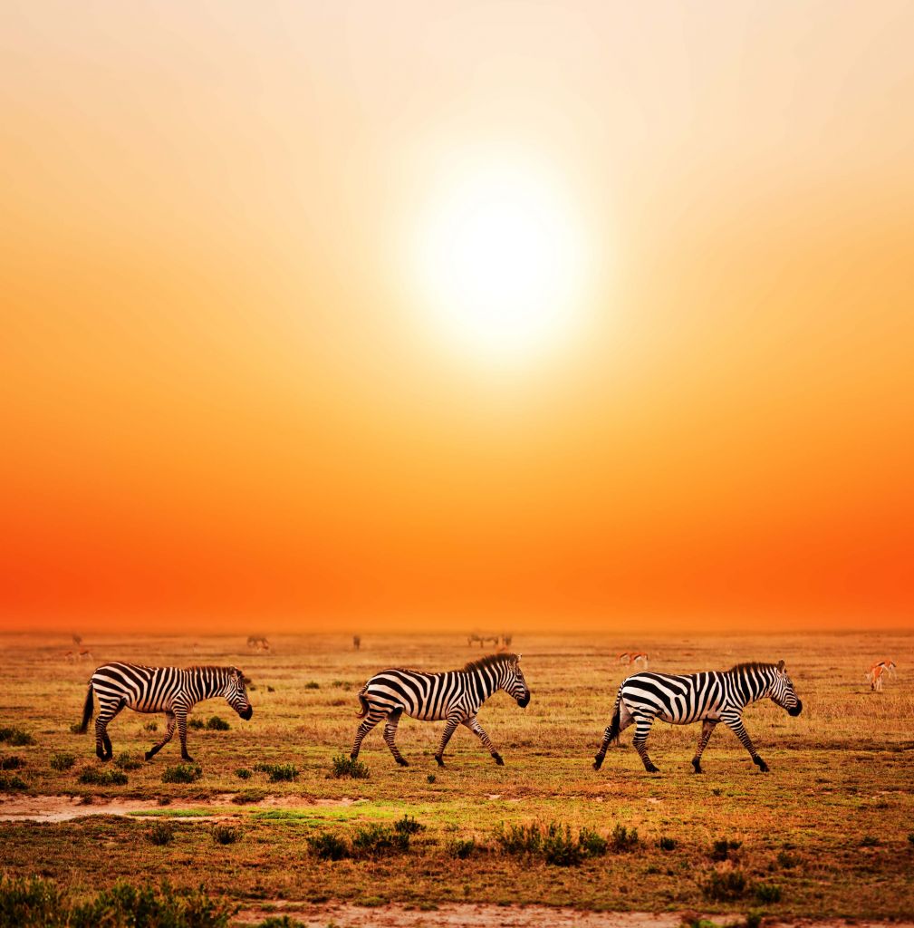 Zebras on the road