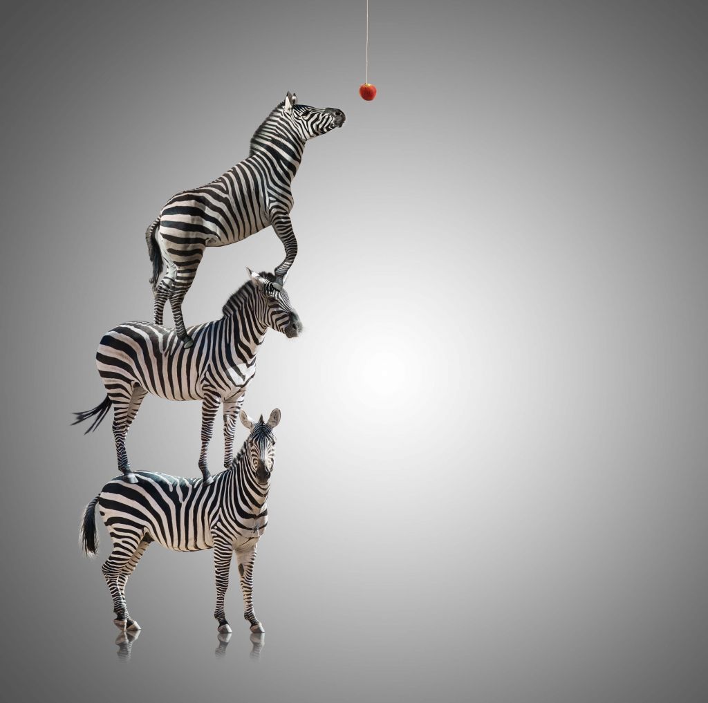 Three zebras and an apple