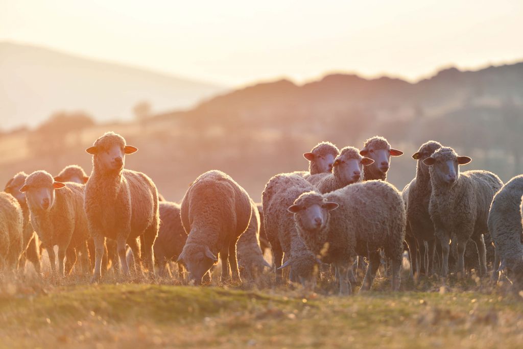 Looking up sheep