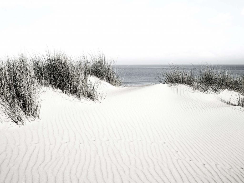 Dune passage to the beach black and white