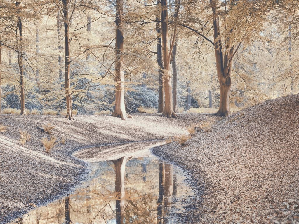 Stream in forest - pastel